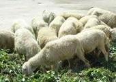 小尾寒羊春季饲料配比方法-特色农产品-贸易频道-松际农网